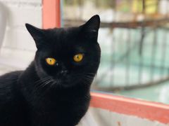 -喵屿·大理花园猫咖