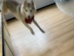 -Husky Go! 哈士奇体验馆·宠物咖啡厅狗咖