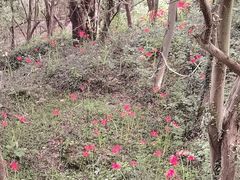 -上海佘山国家森林公园天马山园