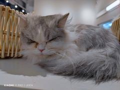 -怪兽屋·羊驼·猫咖·狗咖(俊华广场店)