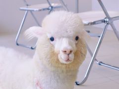 -怪兽屋·羊驼·猫咖·狗咖(俊华广场店)