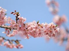 -上海辰山植物园