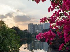 -荔湾湖公园