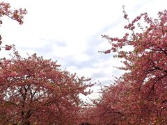 -上海辰山植物园