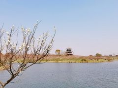 -上海海湾国家森林公园