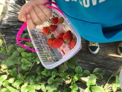 -蓝呗呗蓝莓草莓采摘园(通州区马驹桥店)