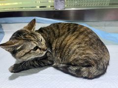 -暖阳宠物医院·犬猫康复中心·骨科