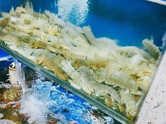 -桔子海鲜烧烤大排档(金沙滩店)