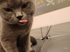 -猫咪派对(江南西店)