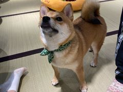 -逗柴咖啡屋·狗咖猫咖宠物桌游