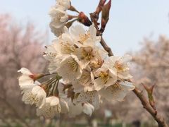 -中国宋庆龄青少年科技文化交流中心