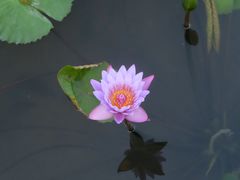 -五缘湾湿地公园