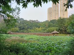 -龙头寺公园