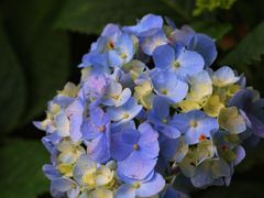 -上海吴淞炮台湾国家湿地公园