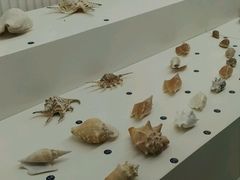 android_upload_pic-青岛贝壳博物馆