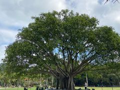 -深圳仙湖植物园