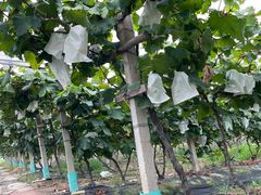 -马陆小张葡萄园农家乐