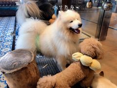 -more than meow吴止猫主题餐厅(承德 中船汇店)