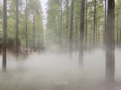 -黄海国家森林公园