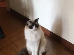 -申普宠物医院·心脏介入·心血管微创(总院)