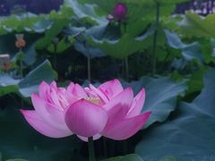 -陈家山荷花公园