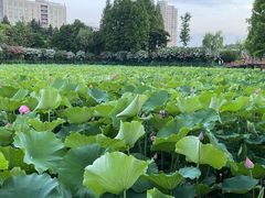 -黄兴公园