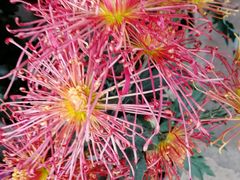 -三圣花乡旅游区