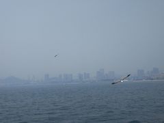 -星海湾跨海大桥