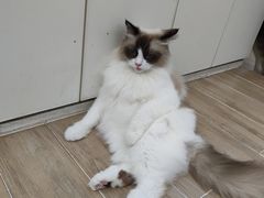 -李小姐の猫咖啡馆(五角场店)