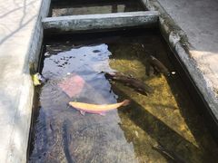 -源泉冷水鱼庄(小鱼洞店)