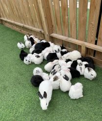 -萌宠亲子动物乐园(槐房万达店)