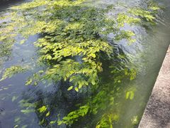 -百脉泉景区