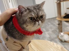 -楼上猫咖(罗湖店)