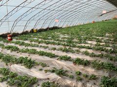 -田趣农庄草莓采摘园