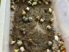 -溪岸路花鸟市场