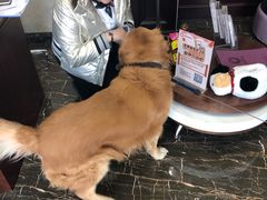 -宠爱国际动物医院·疑难骨科·心肾内科·皮肤科(太阳宫店)