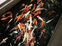 -龙悦湾酒家·八阵鱼生·渔人码头店