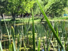 -长白岛森林公园