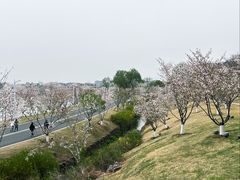 -羊山湖公园