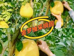 -小鱼草莓采摘园农家乐·小鱼餐厅