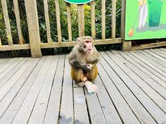 景点-黔灵山公园