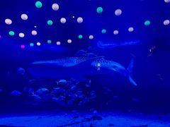 -烟台海昌鲸鲨海洋公园