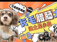 -萌宠之家·腊肠犬·马尔泰·小体犬舍