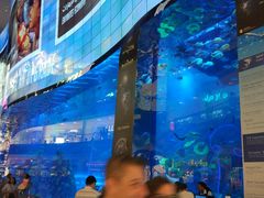 -迪拜水族馆及水下动物园
