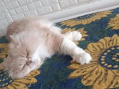 -平行世界·猫咖(首经贸店)