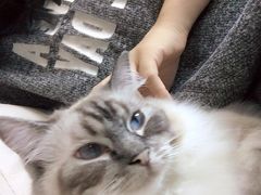 -喵的天空名猫咖啡馆·撸猫·猫舍·用品