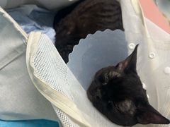 -达爱动物医院·犬猫分区·CT·复杂眼科(远洋山水分院)
