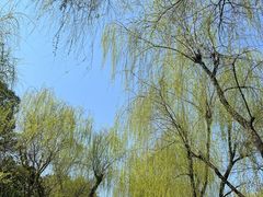 -柳浪闻莺公园