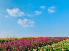 -径山花海