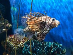 -瑞普利水族馆